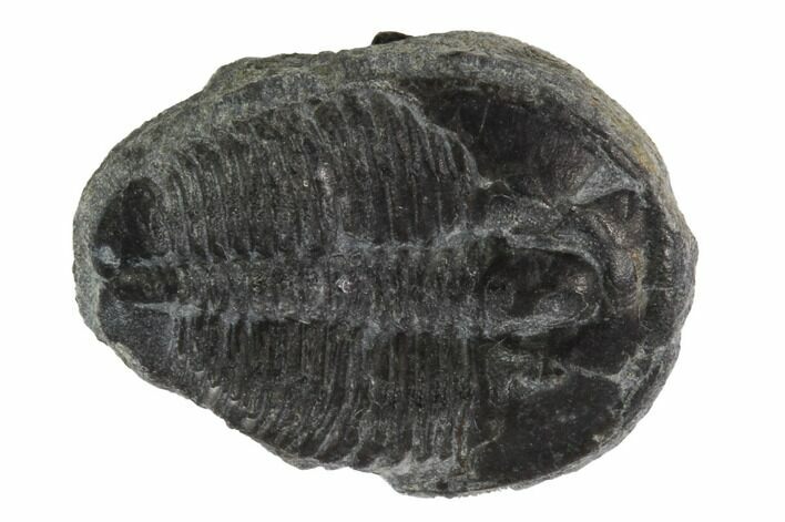 Elrathia Trilobite Fossil - Utah #97014
